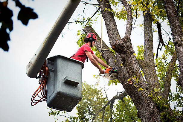 Tree Health Inspection in Riverview, DE